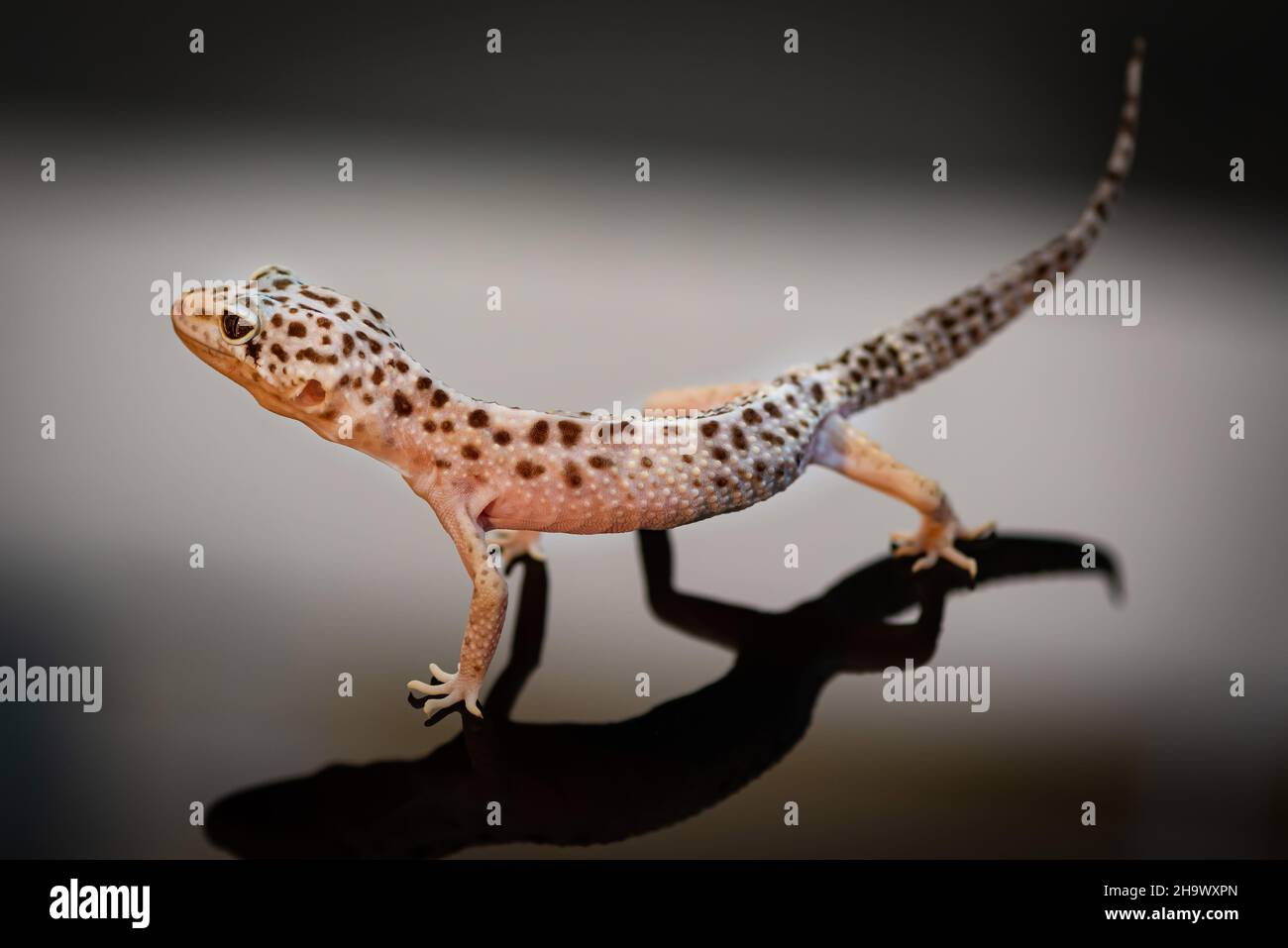 Vista laterale di Leopard Gecko. Foto Stock