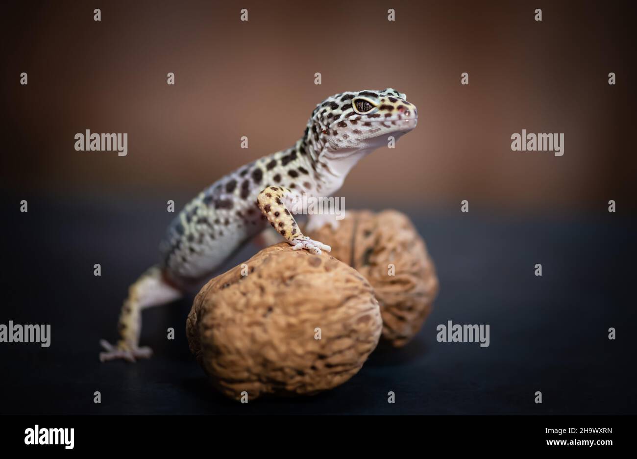 Vista laterale del Gecko leopardo sulle noci. Foto Stock