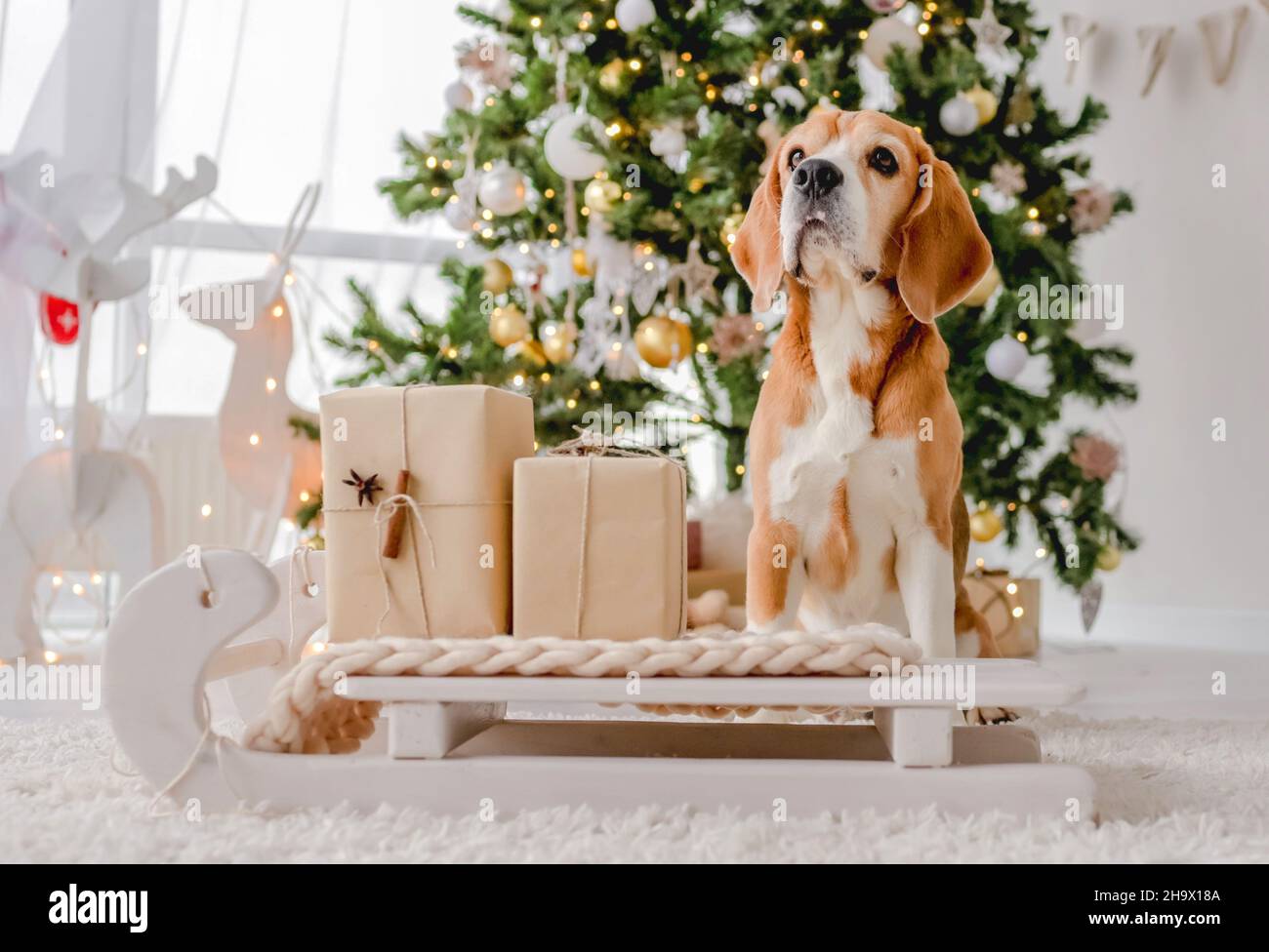 Beagle cane nel periodo di Natale Foto Stock