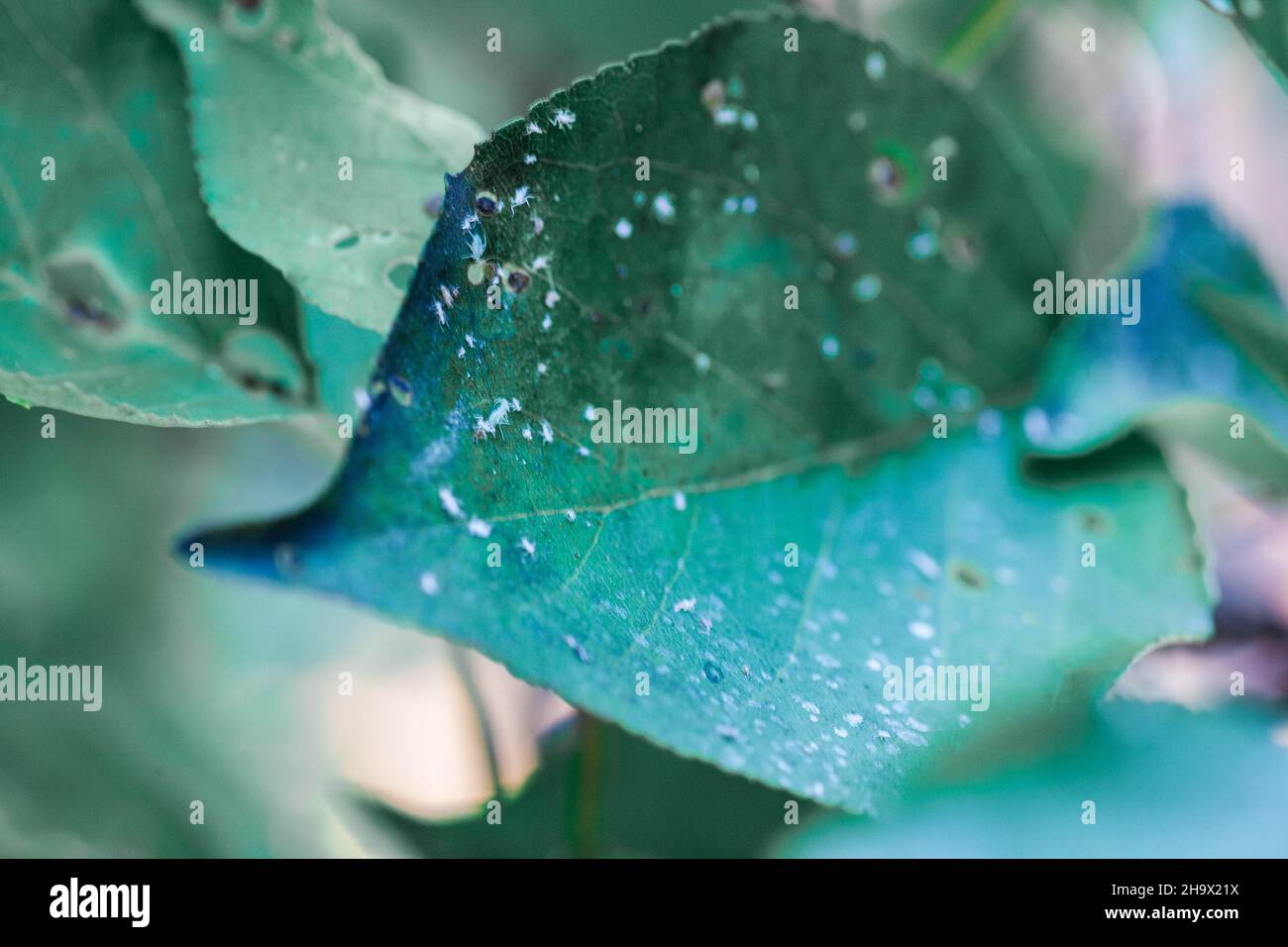 Afidi foglia danneggiata da parassiti e malattie. La colonia di Aphidoidea danneggia gli alberi nel giardino mangiando le foglie. Pericoloso peste di piante coltivate che mangiano succo vegetale. Foto Stock