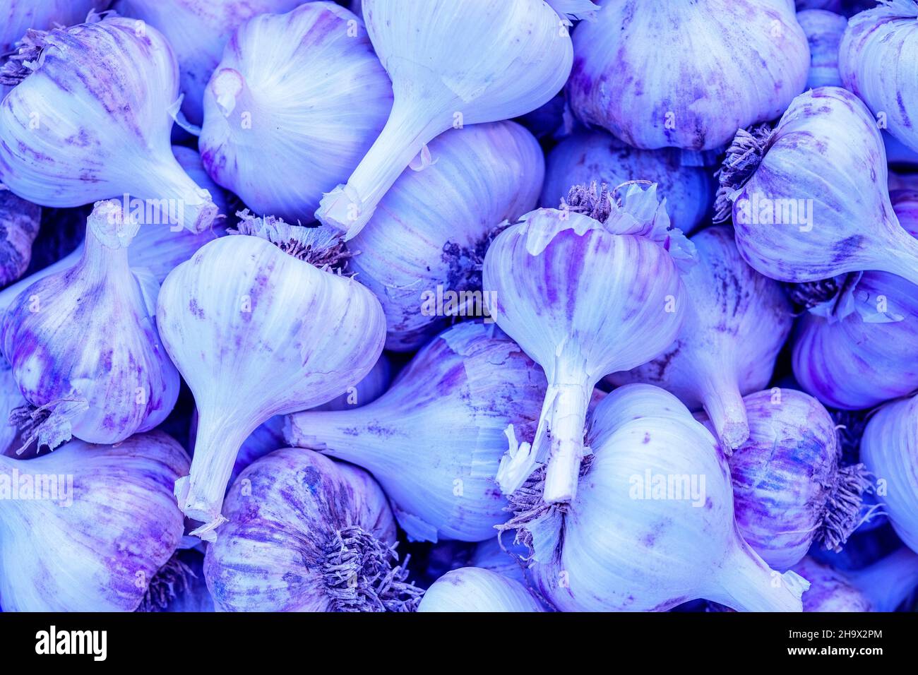 Sfondo viola aglio texture. Colore dell'anno molto peri Foto Stock