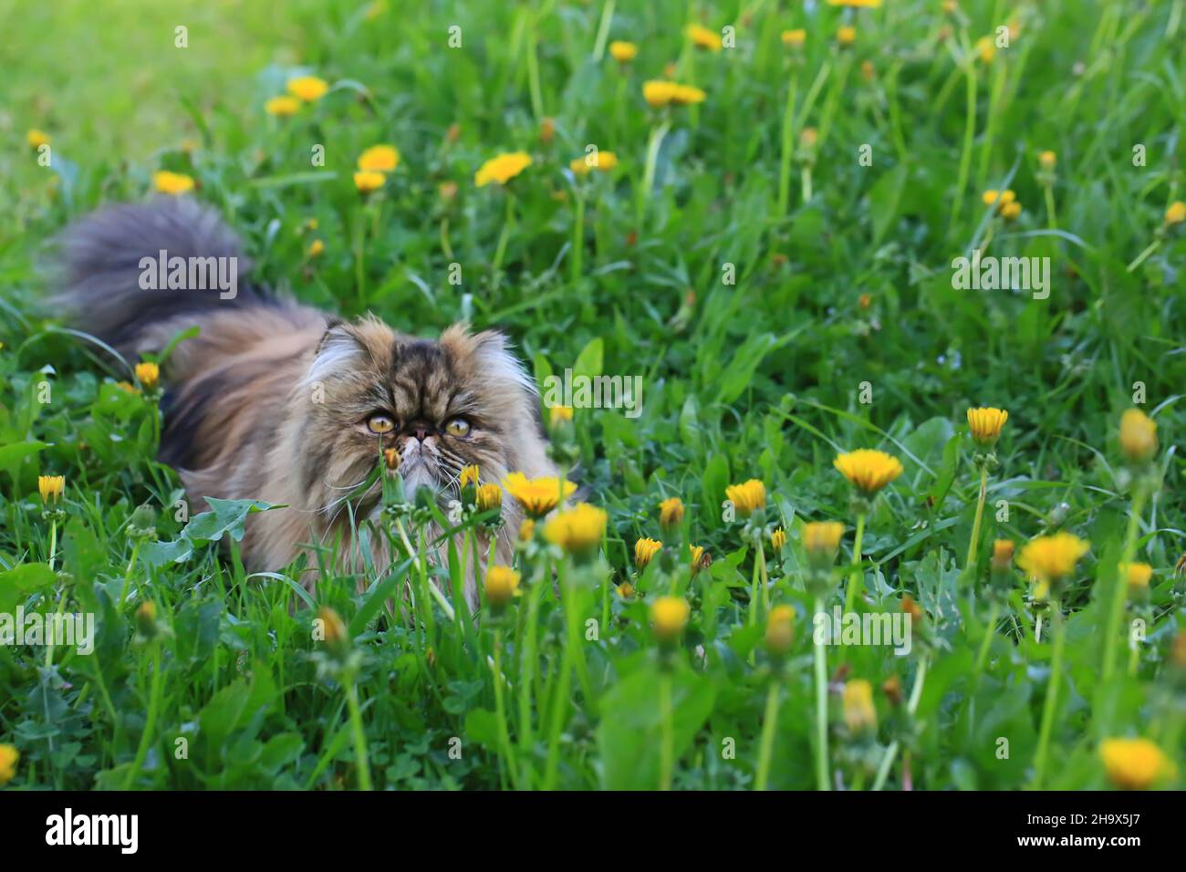 Gatto persiano giacente in dandelions in erba verde. Estate giorno di sole, fuoco morbido selettivo Foto Stock