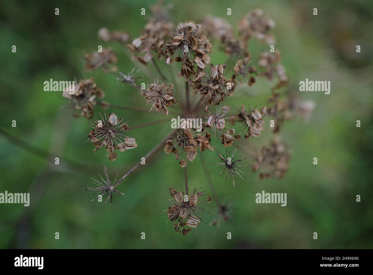 Primo piano del prezzemolo di mucca autunnale (Anthryscus sylvestris) - testa di seme nella campagna inglese Foto Stock