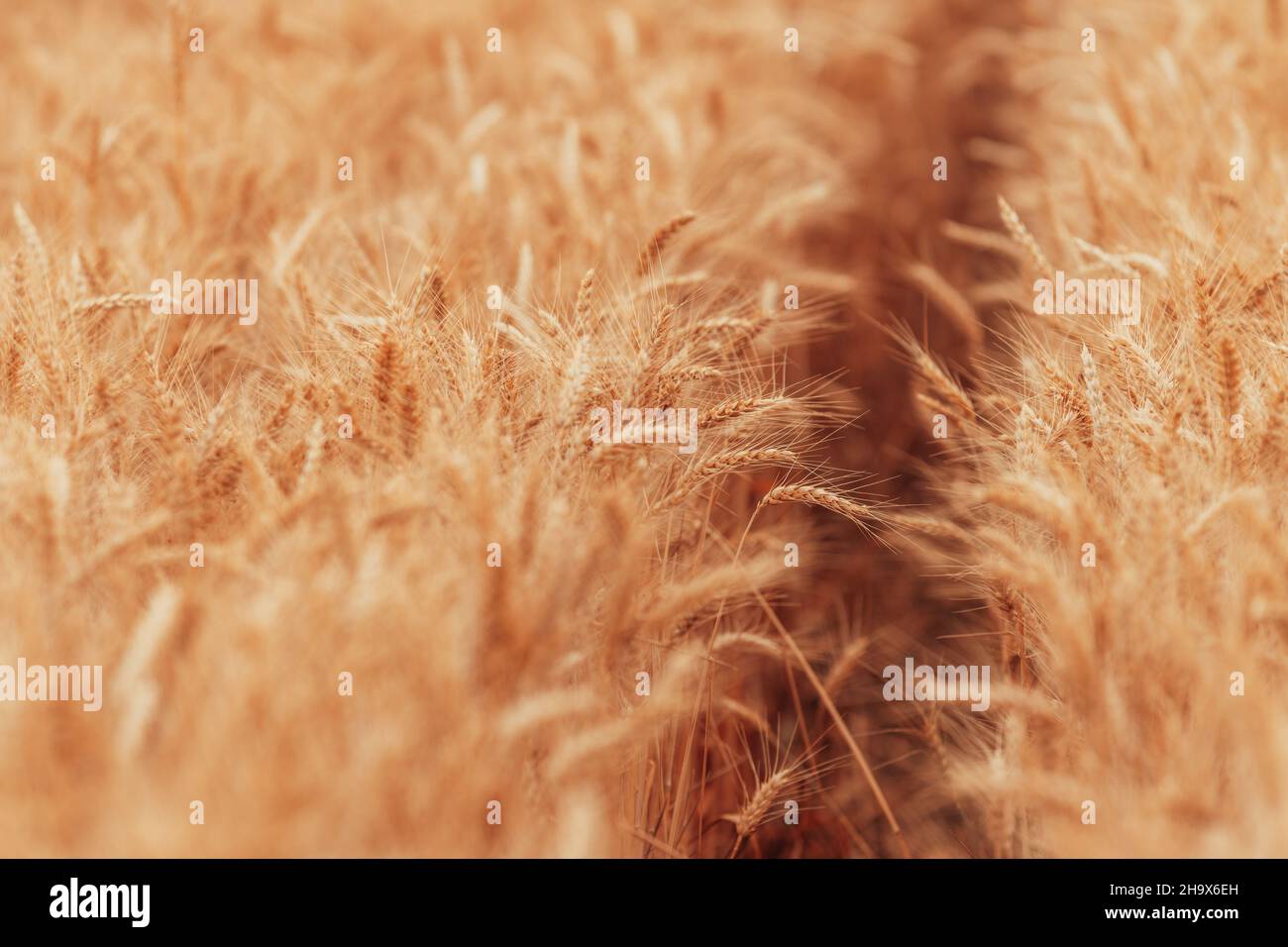 Il campo di grano di colore giallo dorato è pronto per la raccolta, la coltivazione di piante di cereali, fuoco selettivo Foto Stock