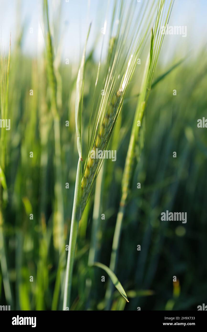 Primo piano di un gambo di segale con un campo di segale sullo sfondo nella sera luce estiva e cielo blu Foto Stock