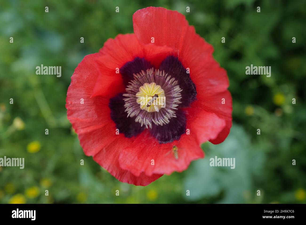 Primo piano sulla testa di fiore di papavero con centro viola e giallo con insetti nella campagna inglese nel mese di giugno Foto Stock