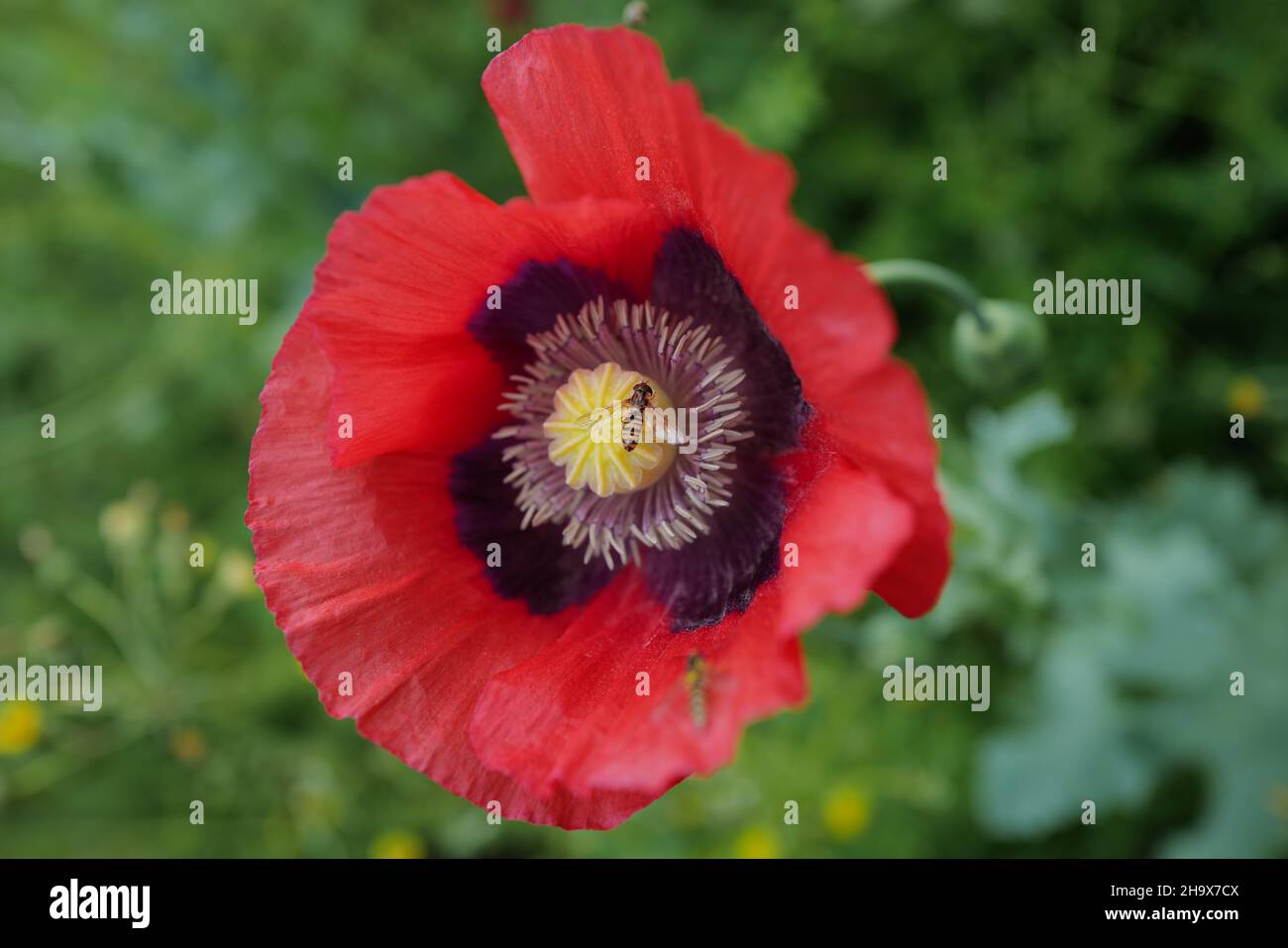 Primo piano sulla testa di fiore di papavero con centro viola e giallo con insetti nella campagna inglese nel mese di giugno Foto Stock