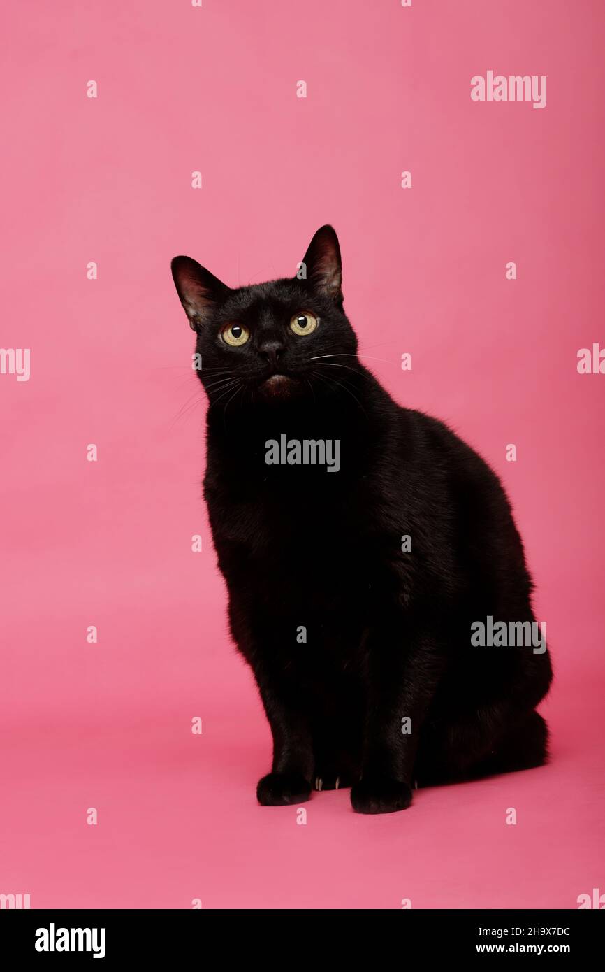 bellissimo gatto nero grasso seduto su sfondo rosa Foto Stock