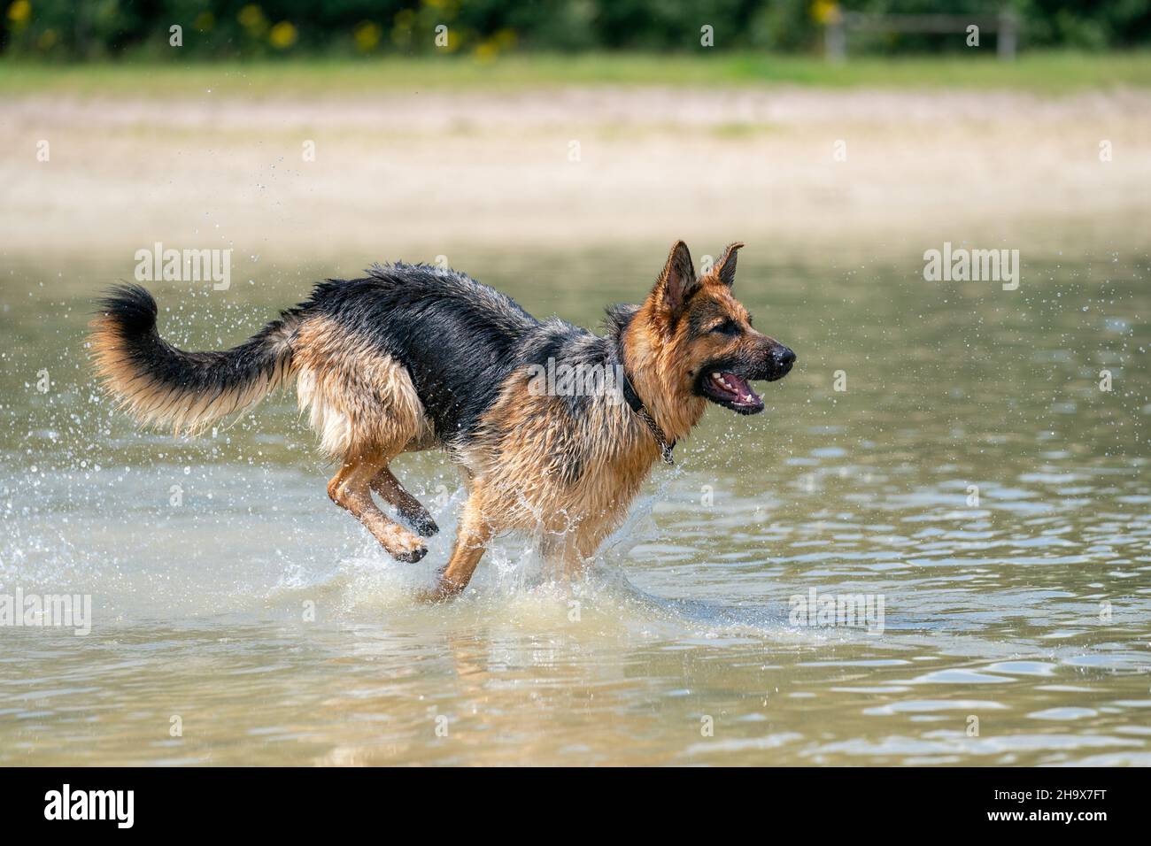 Giovane e felice Pastore tedesco, giocando in acqua. Il cane schizza, corre e salta felicemente nel lago. Foto Stock