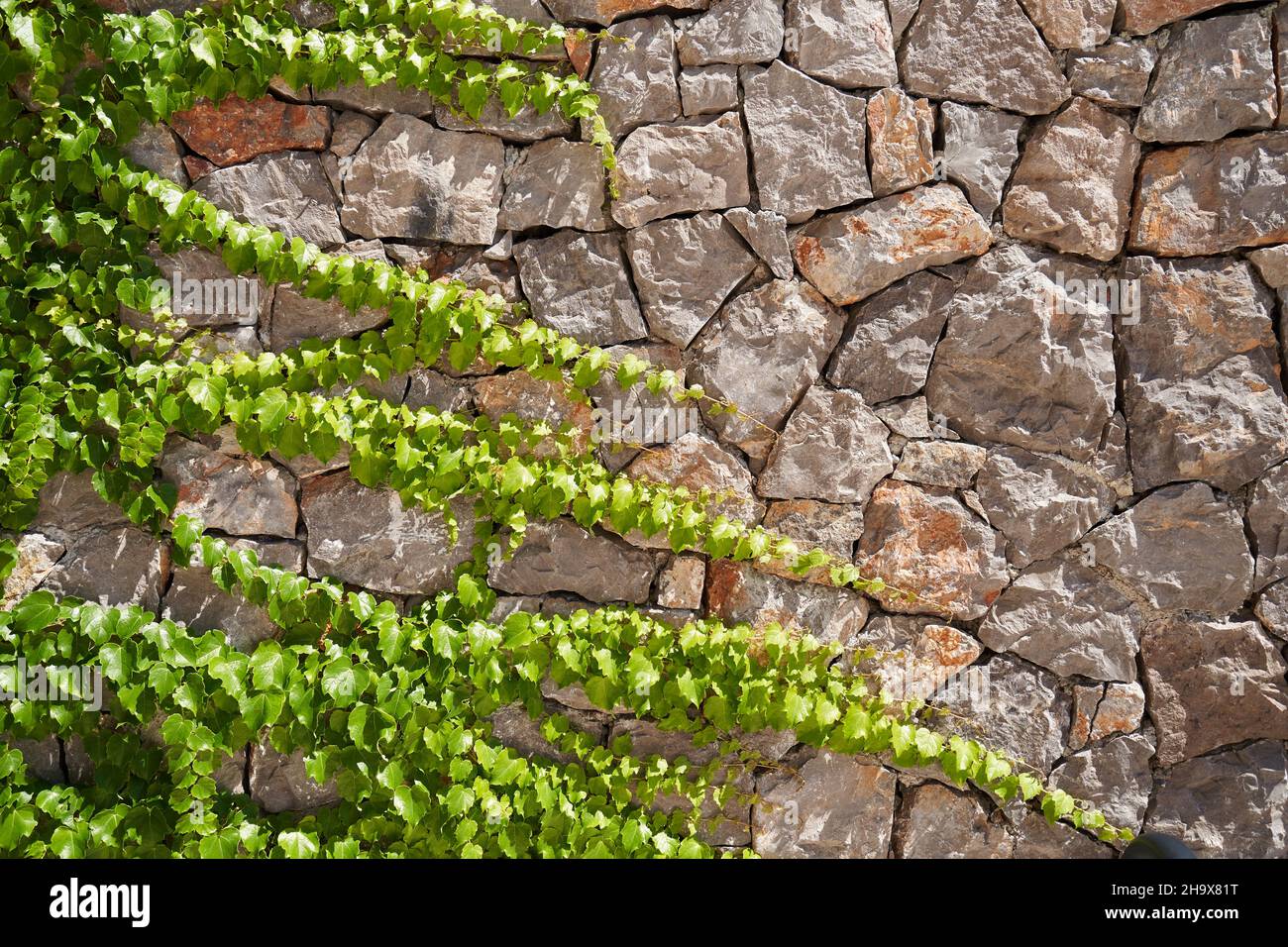 Giovani germogli di edera strisciando lungo il muro di pietra. Foto Stock