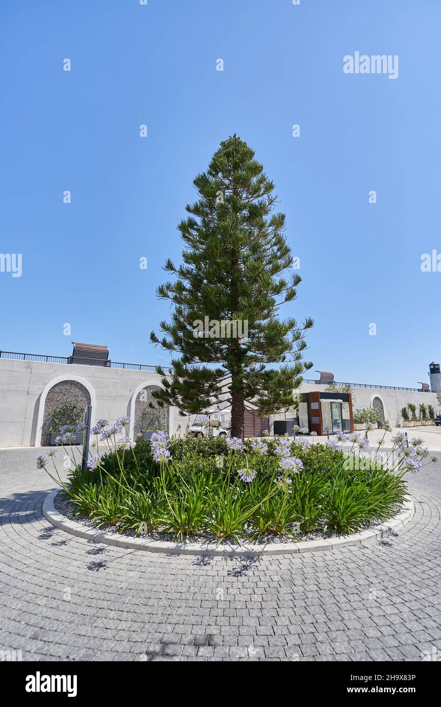 Paesaggio con alberi di pino e fiori nella città europea. Foto Stock