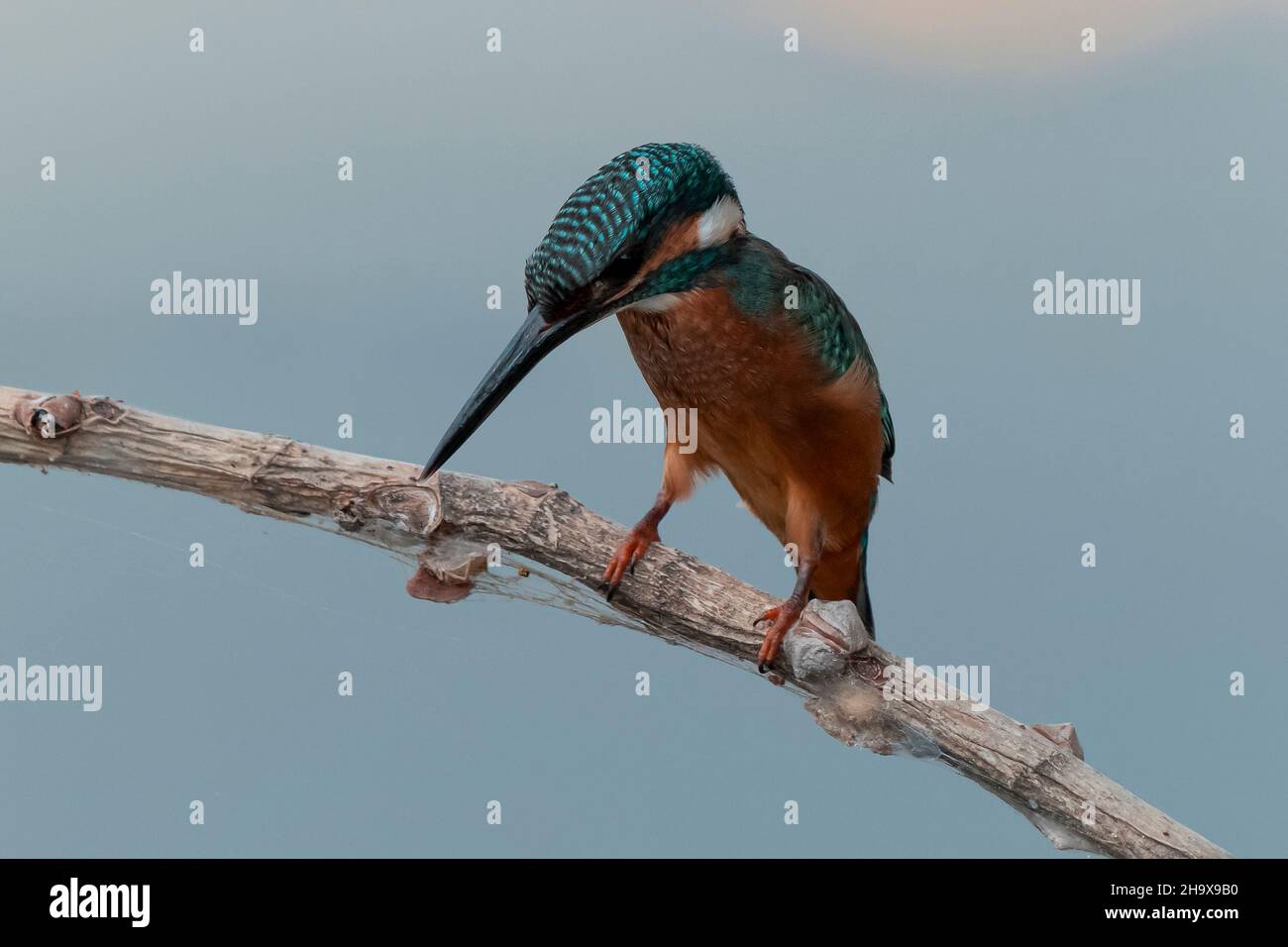 Сommon Martin pescatore. L'uccello si siede su un bel ramo sopra il fiume in attesa di un pesce. Foto Stock