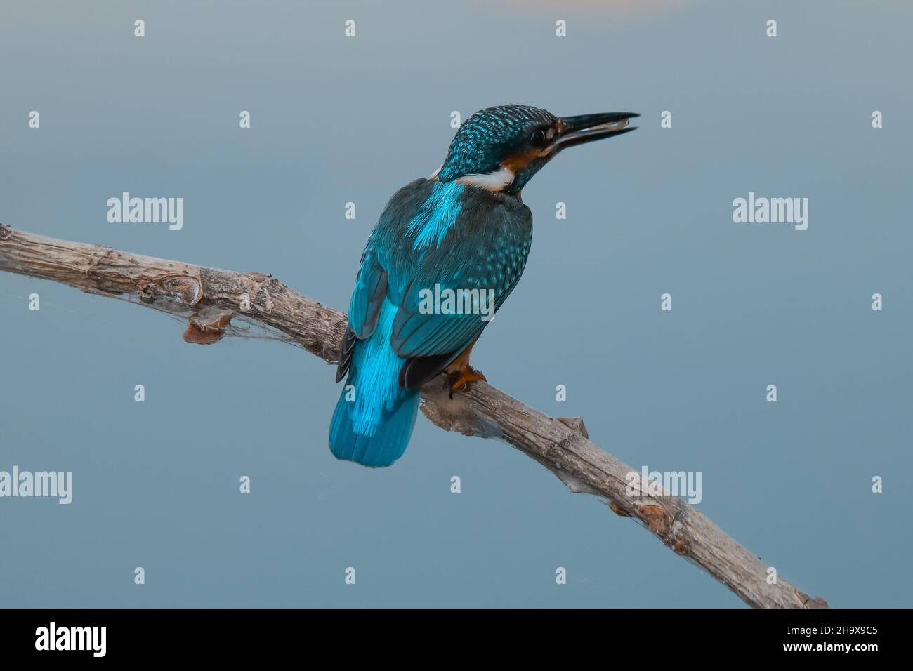 Сommon Martin pescatore. L'uccello si siede su un bel ramo sopra il fiume in attesa di un pesce. Foto Stock