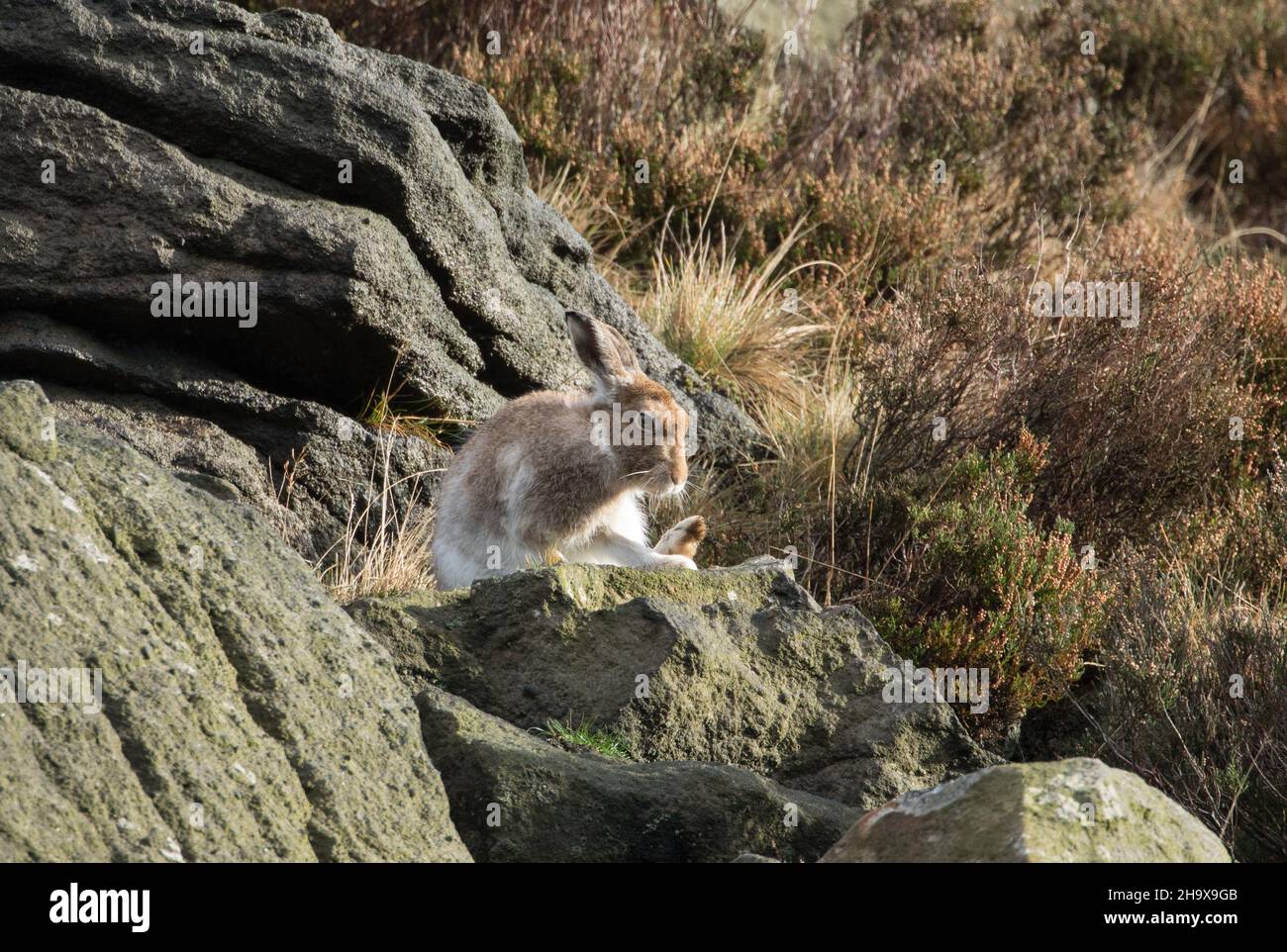 Lepre di montagna, dove Stone, Greenfield Foto Stock