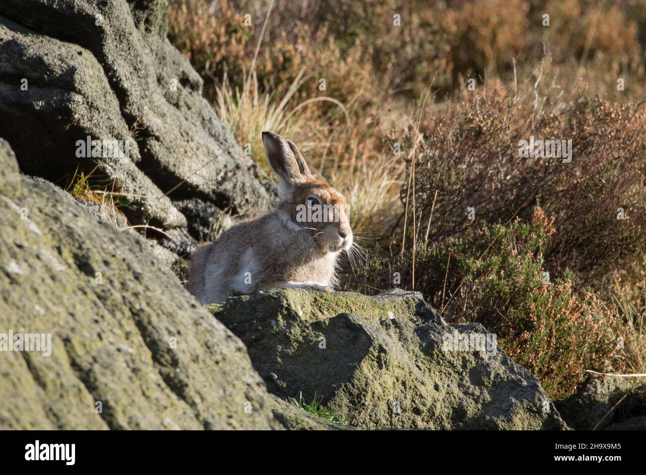 Lepre di montagna, dove Stone, Greenfield Foto Stock