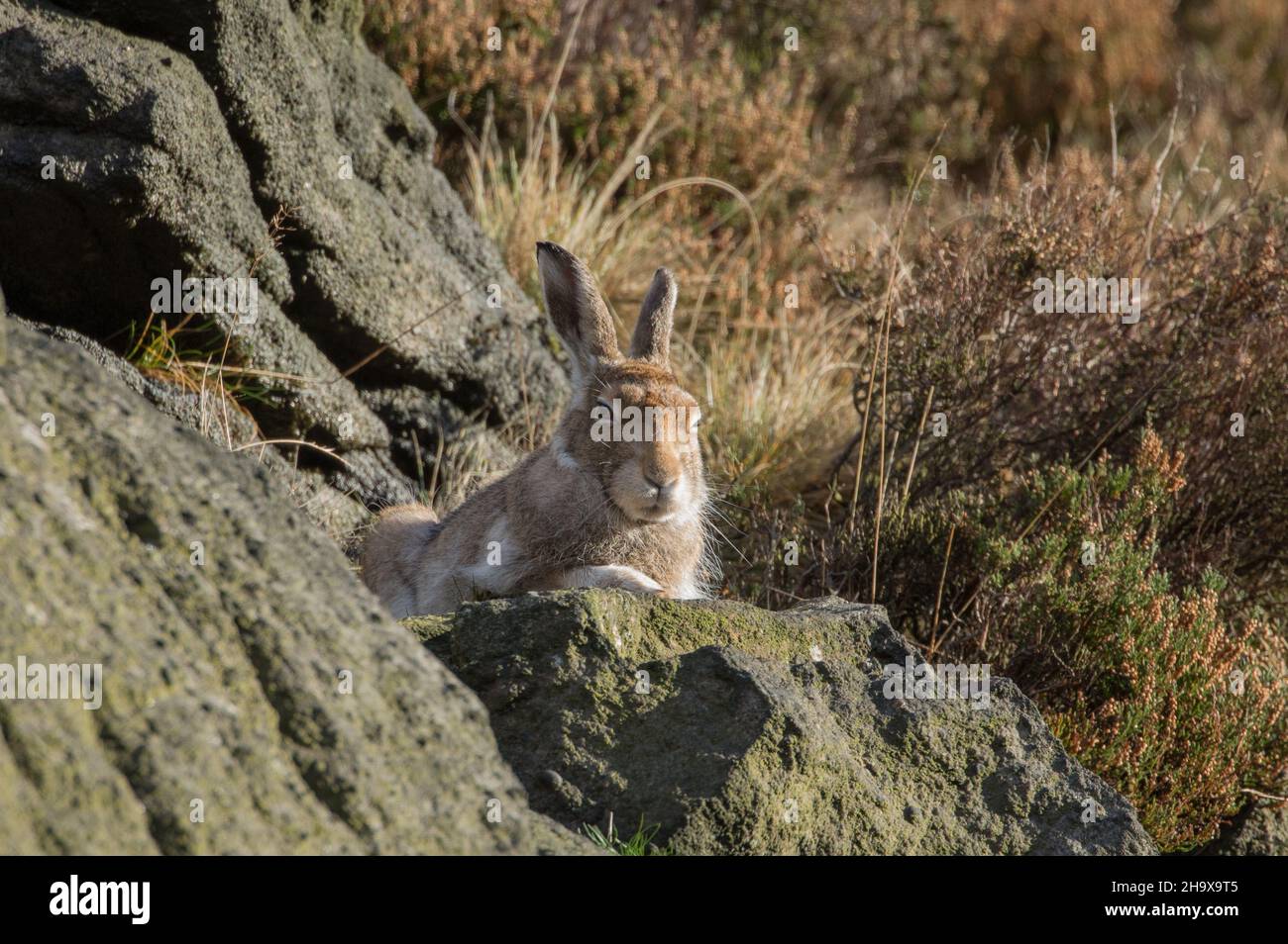 Lepre di montagna, dove Stone, Greenfield Foto Stock