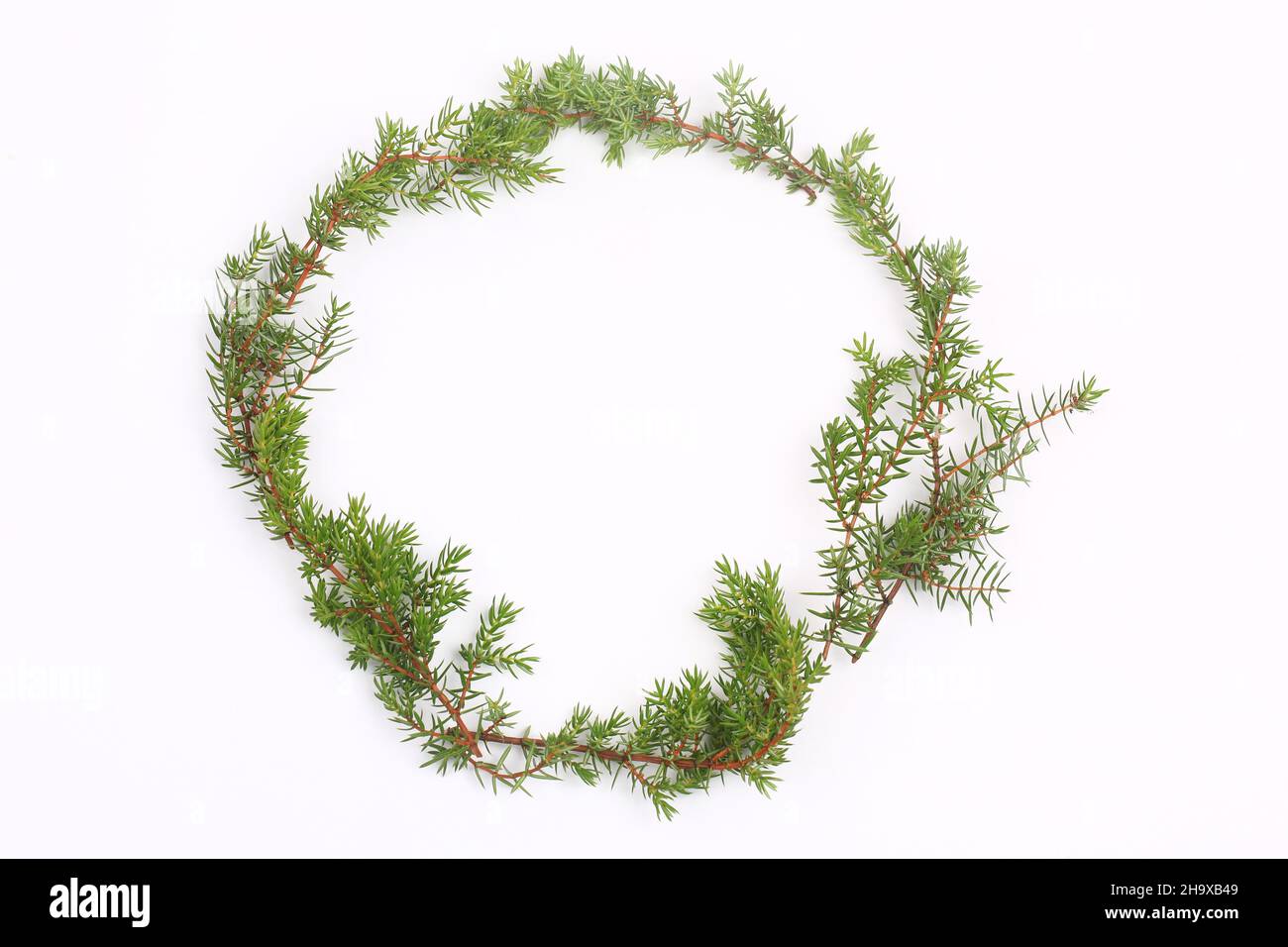 I rami di Thuja sono isolati su sfondo bianco Foto Stock