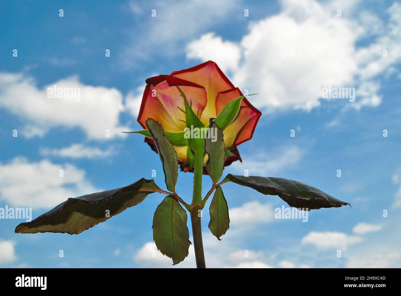 Fiore di rosa con foglie contro un cielo azzurro chiaro con nuvole, fotografato da sotto, primo piano. Foto Stock