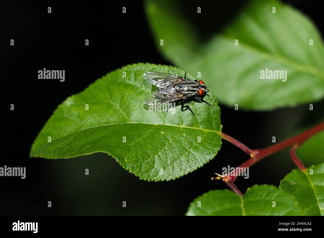 Un primo piano si siede su un ramo su una foglia verde. Lo sfondo è molto sfocato. Foto Stock