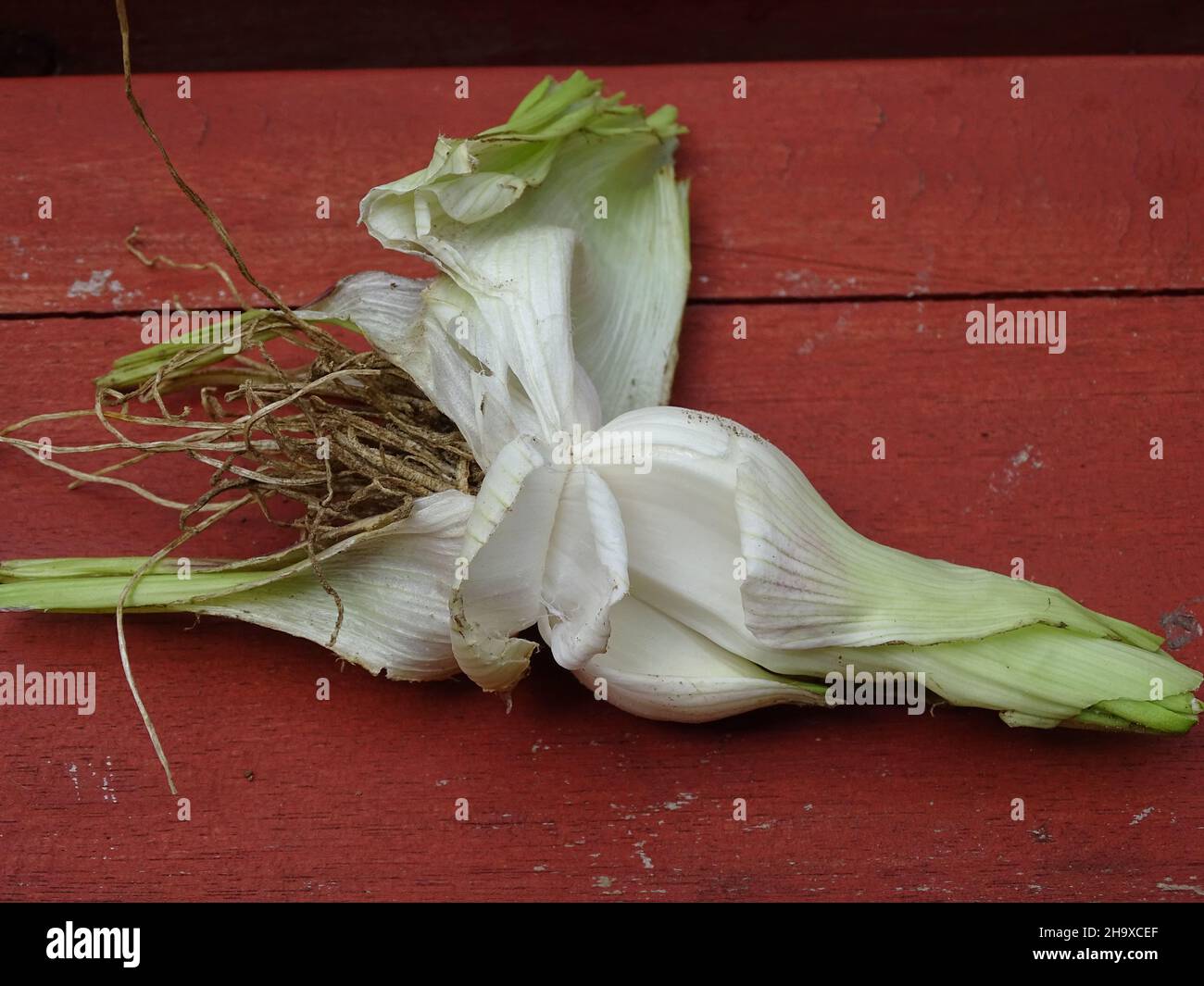 aglio fresco dell'orto, su legno rosso Foto Stock