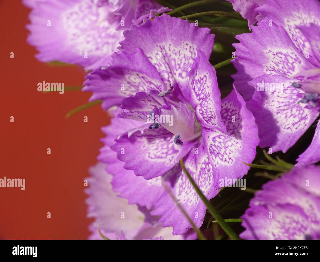 Macro di un dolce rosa (Dianthus barbatus), con sfondo rosso Foto Stock