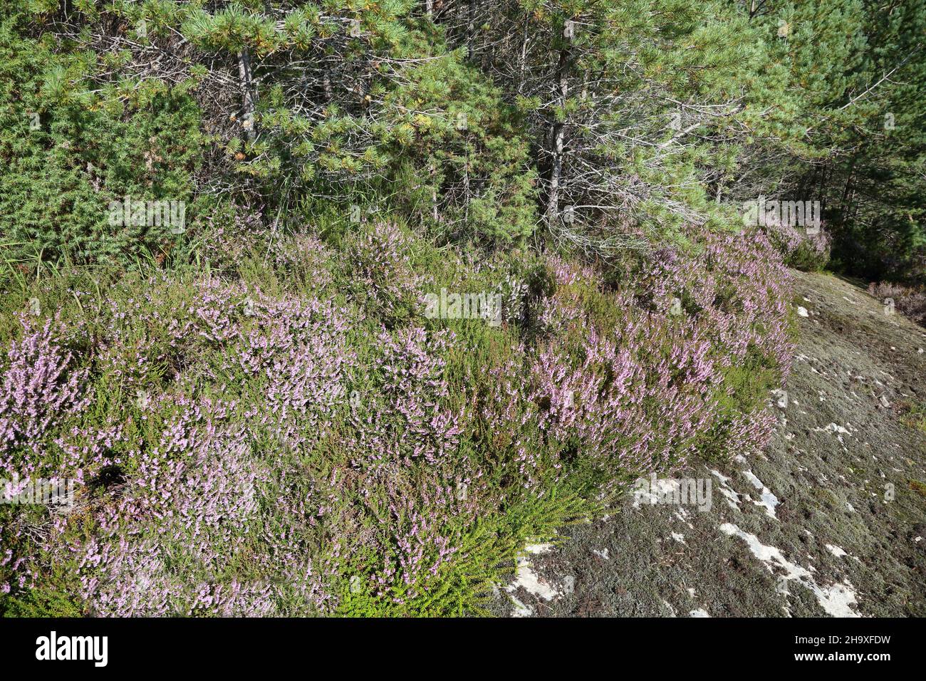 Norvegia - Landschaft bei Nordrevik und Vadesheim / Norvegia - Paesaggio vicino Nordrevik e Vadesim / Foto Stock