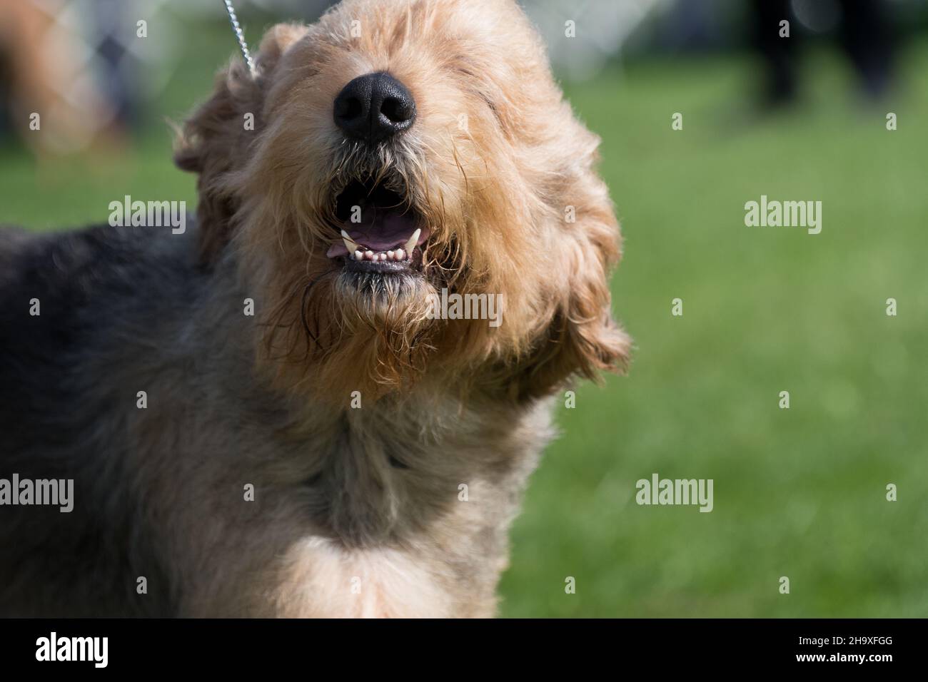 Il primo piano di Otterhound ad uno spettacolo di cani a New York Foto Stock