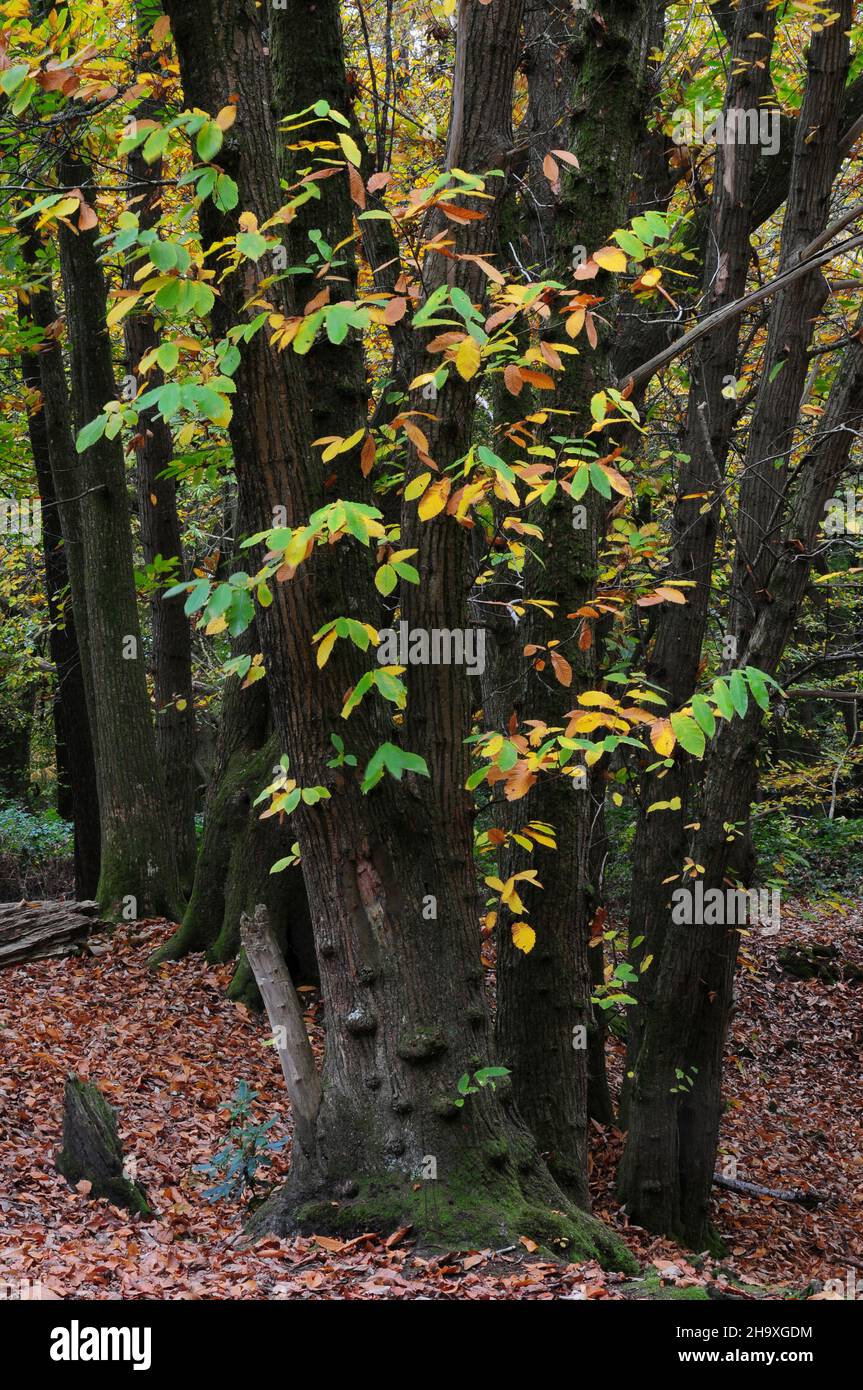 Castagni dolci a Thorncombe Woods vicino a Dorchester, Dorset, Regno Unito Foto Stock