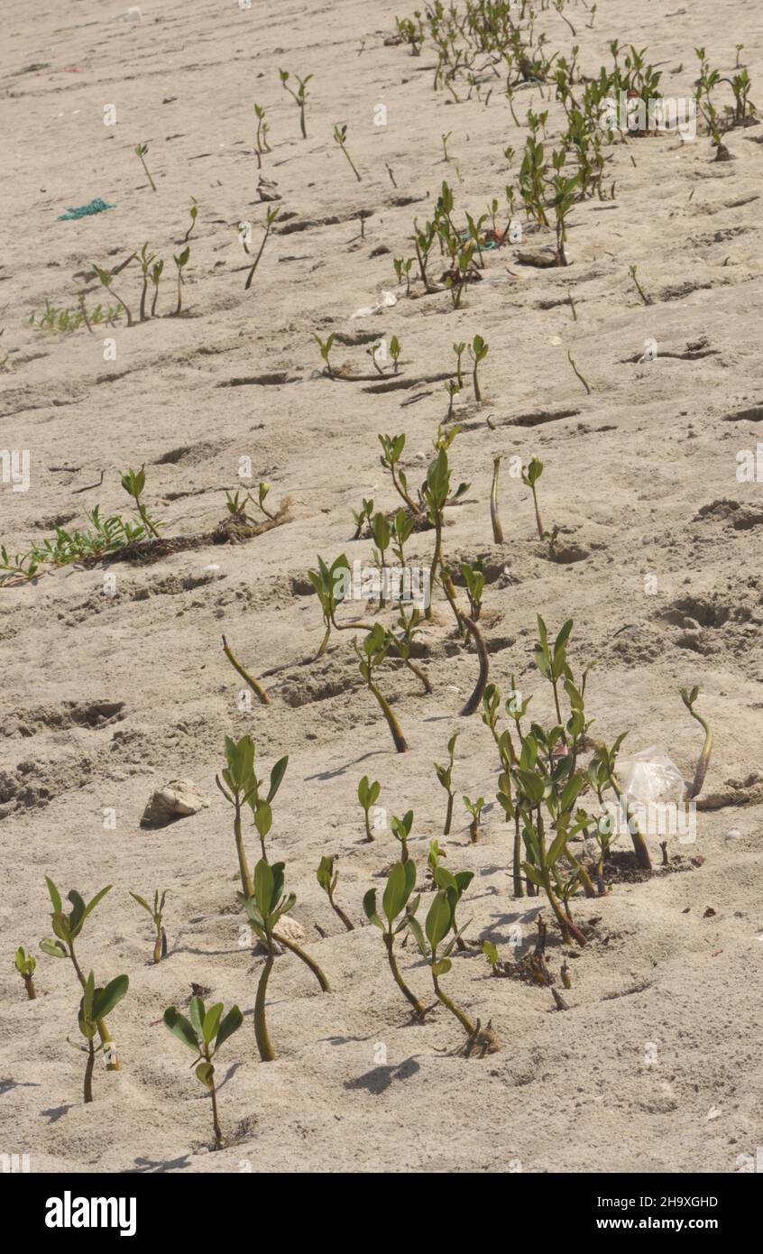 Le piantine di mangrovie (specie Rhizophora) crescono lungo la linea dell'acqua alta su una spiaggia sabbiosa dove sono state lavate dal mare. Man mano che crescono Foto Stock