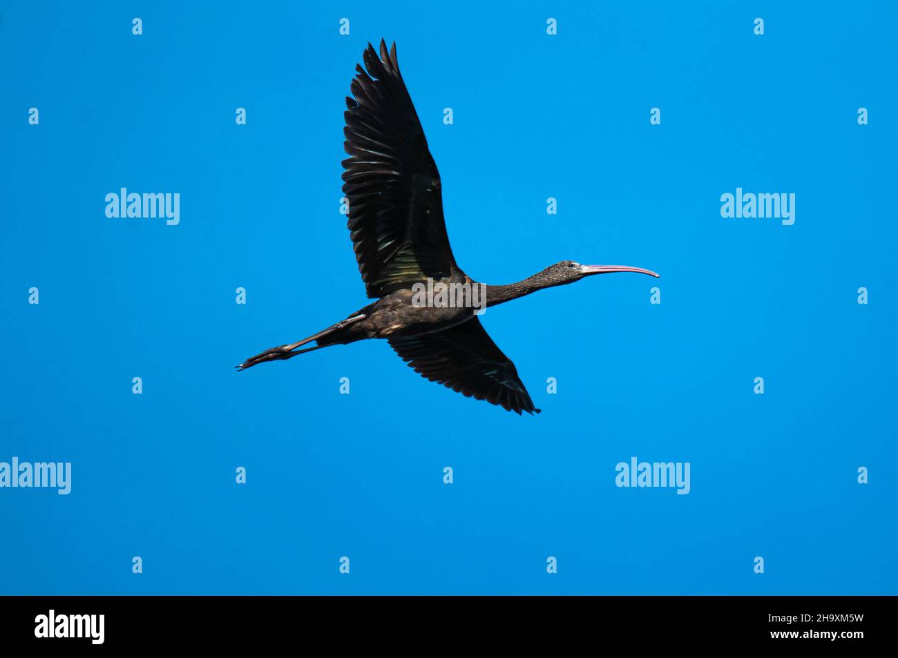 Un lucido ibis Plegadis falcinellus volare nel cielo Foto Stock