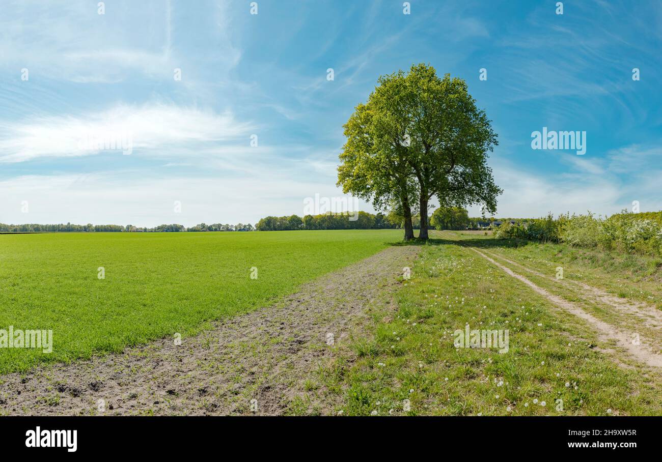 Due alberi solitari Foto Stock