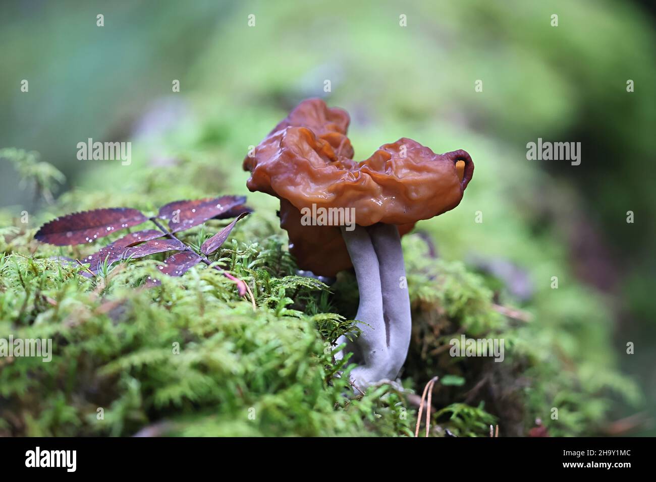 Gyromitra ambigua, comunemente noto come mutevole falso morello, fungo selvatico dalla Finlandia Foto Stock