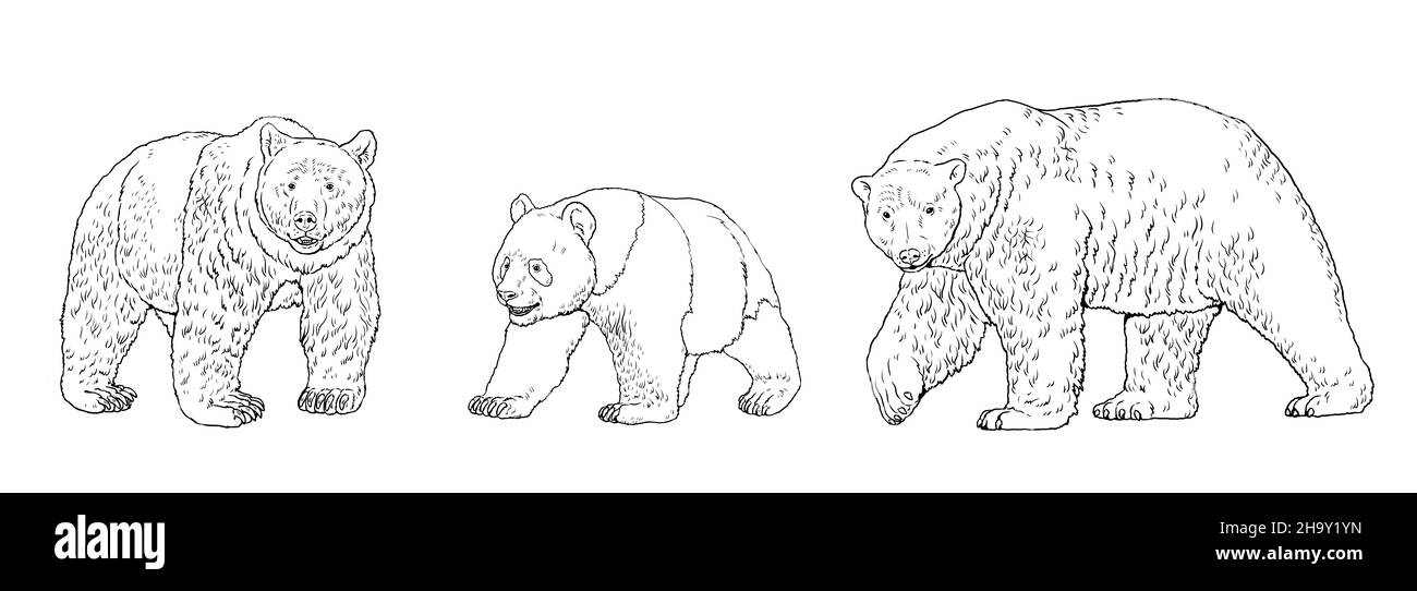 Illustrazione dell'orso polare, dell'orso bruno e dell'orso panda. Disegno di orso per libro da colorare. Foto Stock