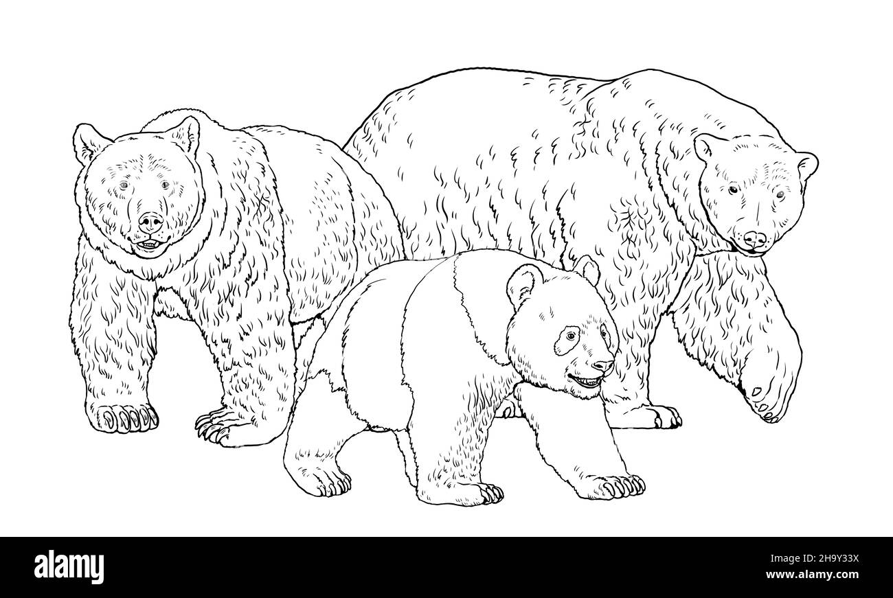 Illustrazione dell'orso polare, dell'orso bruno e dell'orso panda. Disegno di orso per libro da colorare. Foto Stock