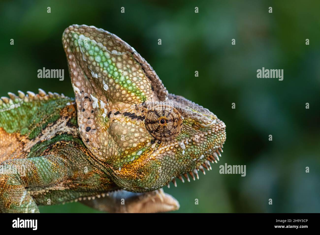 Chameleon velato - Chamaeleo calyptratus, grande lucertola colorata bella da cespugli e foreste della penisola araba, Yemen e Arabia Saudita. Foto Stock