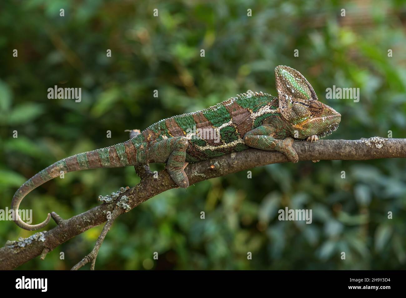 Chameleon velato - Chamaeleo calyptratus, grande lucertola colorata bella da cespugli e foreste della penisola araba, Yemen e Arabia Saudita. Foto Stock