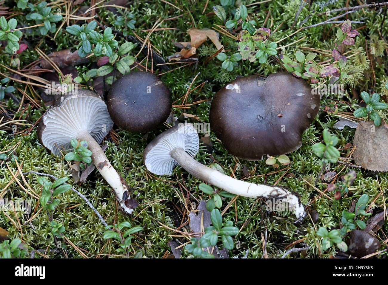Hygrophorus camarophyllus, noto come cera d'legno ad arco, fungo selvatico dalla Finlandia Foto Stock