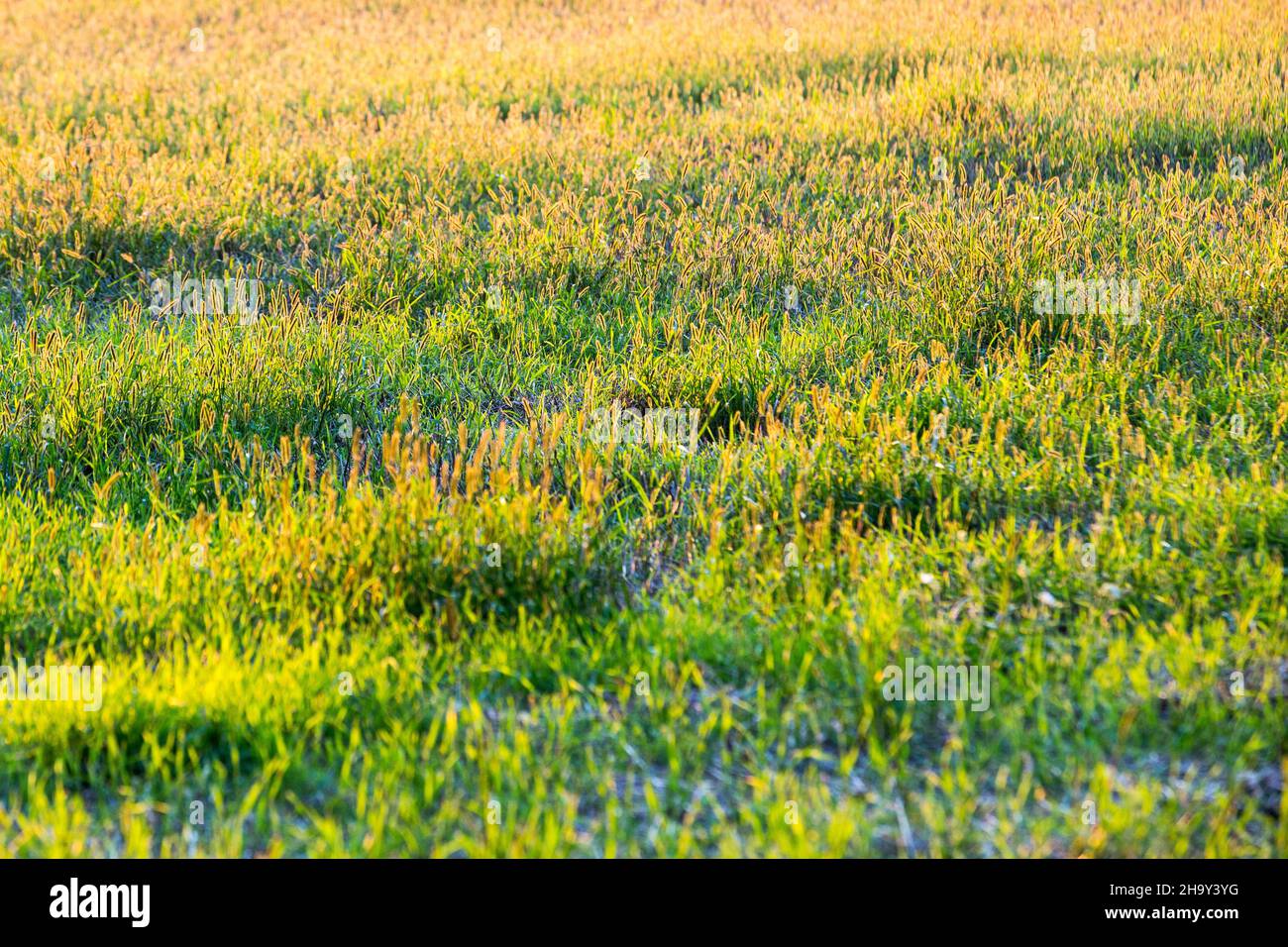 Wojnowo, Polonia. 03rd Set 2021. Un campo coperto di vari tipi di erba visto vicino Wojnowo, villaggio situato sul lago di Wojnowskie. (Foto di Karol Serewis/SOPA Images/Sipa USA) Credit: Sipa USA/Alamy Live News Foto Stock