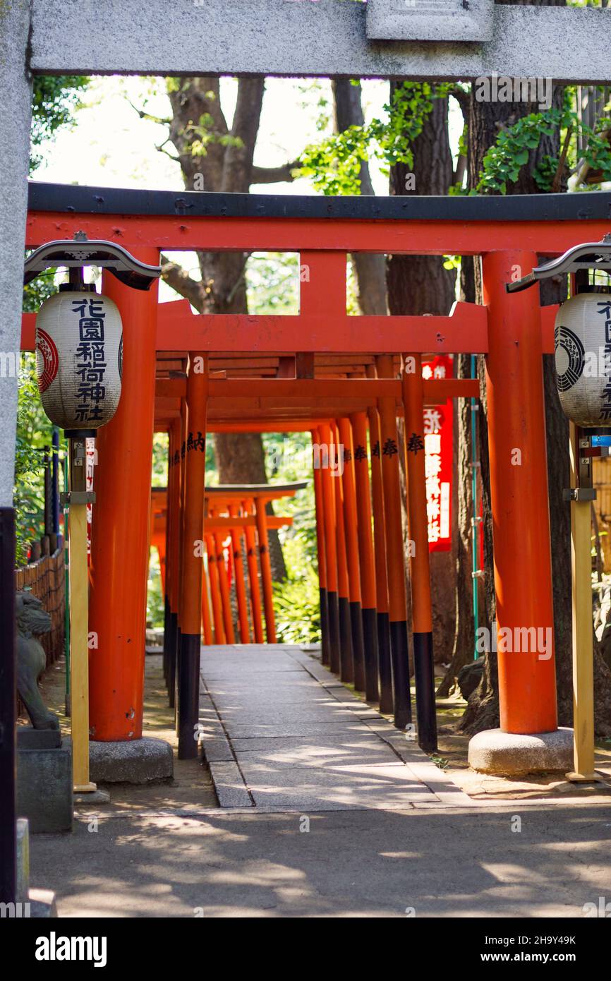 Piccole porte torii rosse giapponesi lungo il sentiero all'ingresso del santuario Hanazono Inari al Parco Ueno. Nessuna gente. Foto Stock