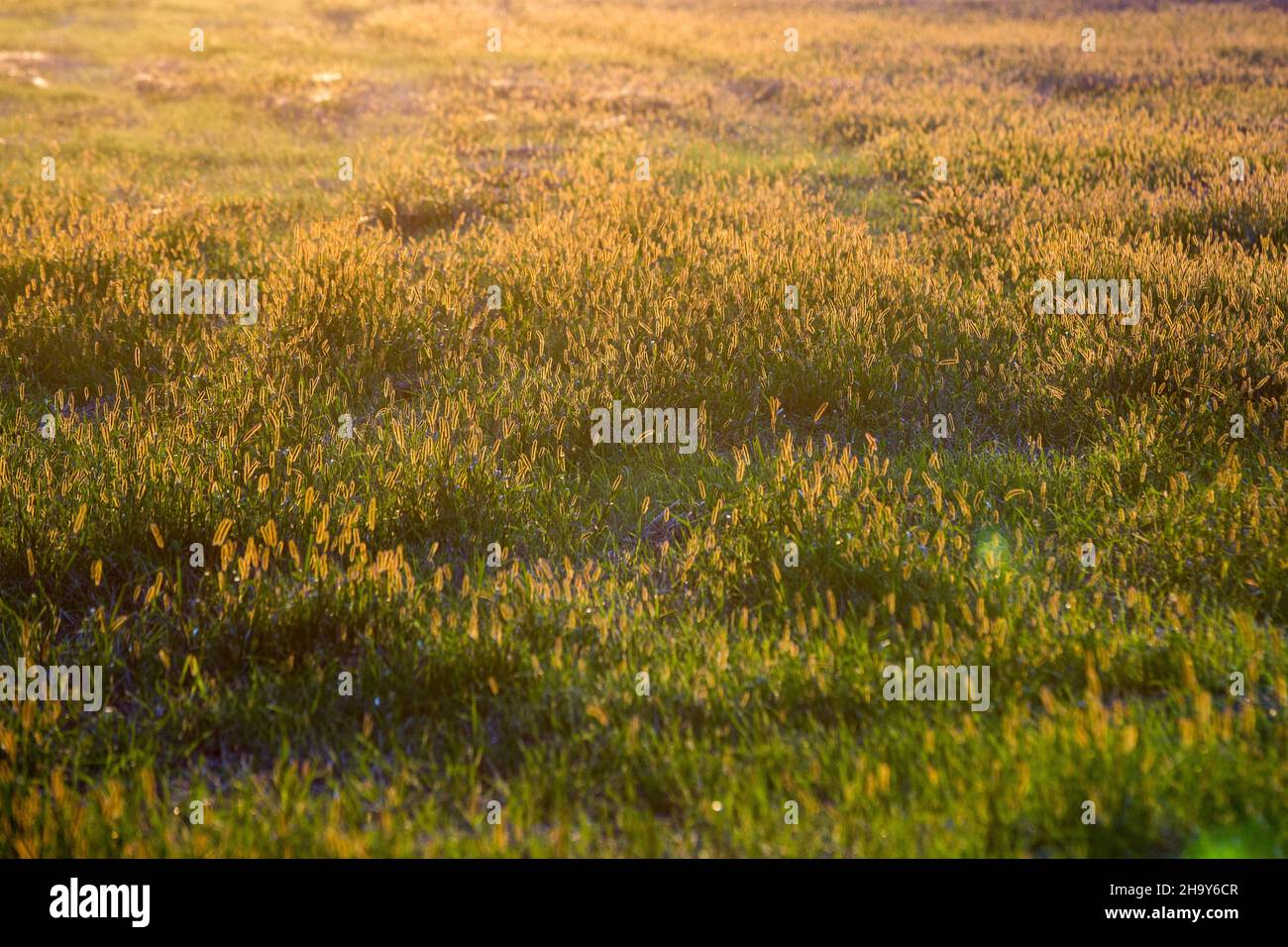 Un campo coperto di vari tipi di erba visto vicino Wojnowo, villaggio situato sul lago di Wojnowskie. Foto Stock