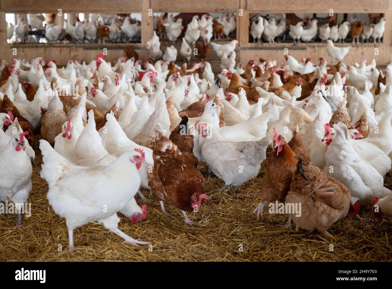 09 dicembre 2021, Baden-Wuerttemberg, Münsingen: Polli bifunzionali di allevamento biologico su un'azienda agricola biologica nella stanza fredda gratta. La nuova regione del modello biologico dell'Alb svevo promuoverà presto il catering fuori casa con prodotti biologici con attività pilota nel settore della ristorazione. Foto: Marijan Murat/dpa Foto Stock