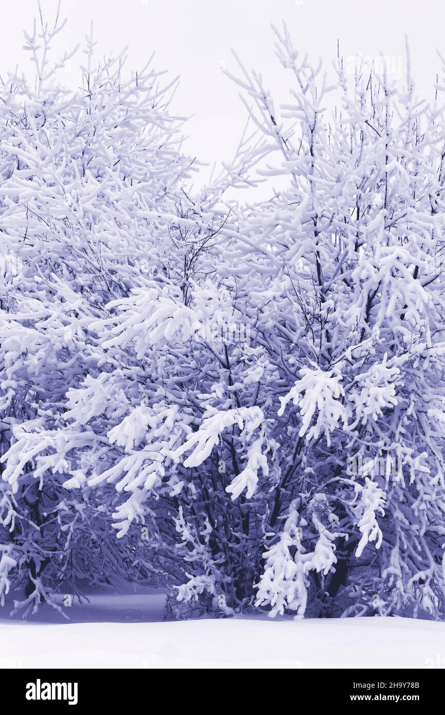 Neve e ghiaccio di rime sui rami dei cespugli, sfondo invernale con rametti ricoperti di gelo di colore dell'anno 2022 Foto Stock