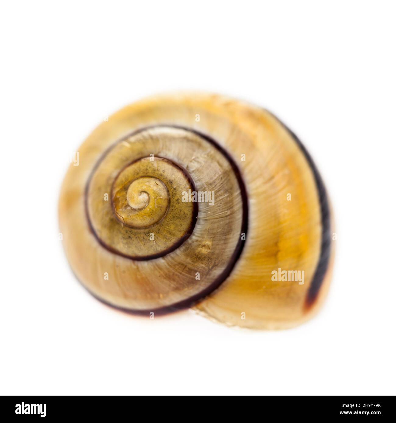 Lumaca, shell, linee, spirale, modello, cerchi, sfondo, meditazione, bianco, viaggi, trasferimento, vuoto, animale, lime, solo, simbolo, simbolico, laterale Foto Stock