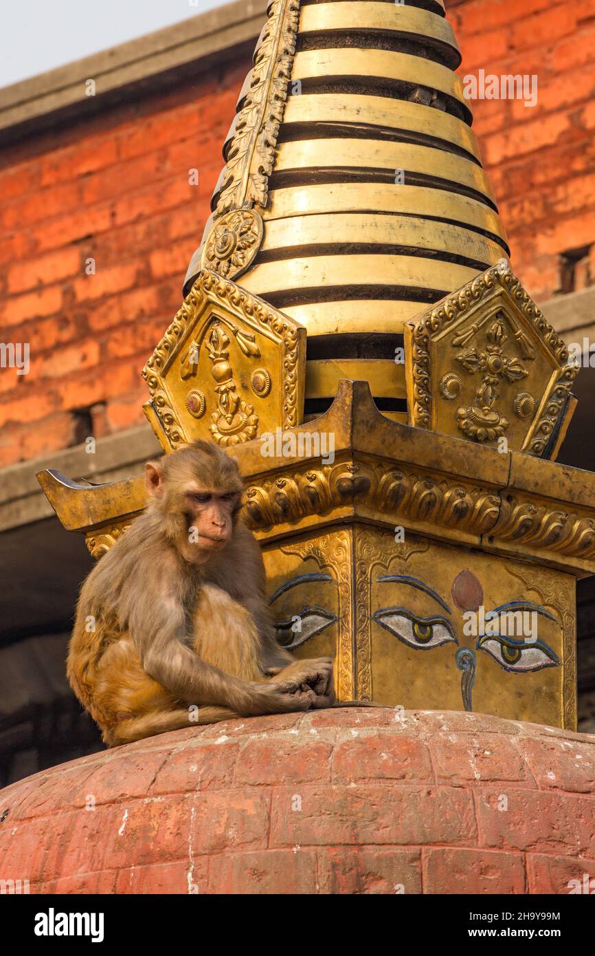 Un macaco di Rhesus su uno stupa buddista nel complesso del tempio di Swayambhunath a Kathmandu, Nepal. Foto Stock