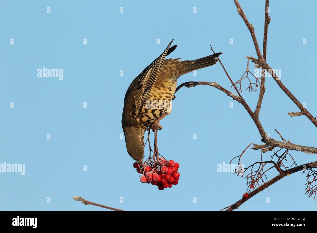 Mistle mughetto può diventare molto territoriale anche su un unico albero di bacche in inverno quando proteggere una fonte di cibo, inseguendo altri colpi + waxwing Foto Stock