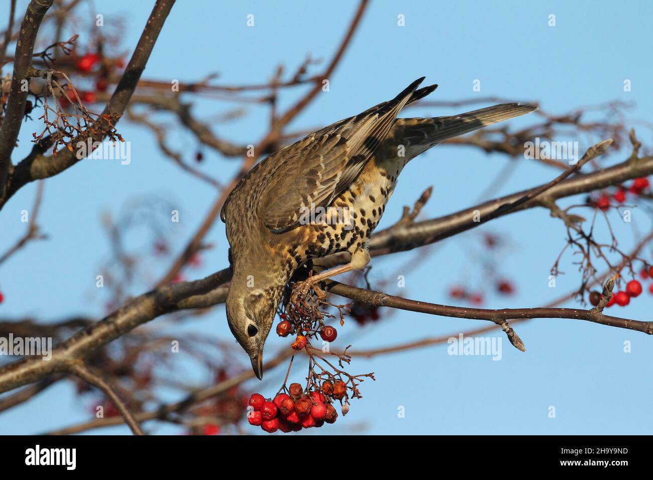 Mistle mughetto può diventare molto territoriale anche su un unico albero di bacche in inverno quando proteggere una fonte di cibo, inseguendo altri colpi + waxwing Foto Stock