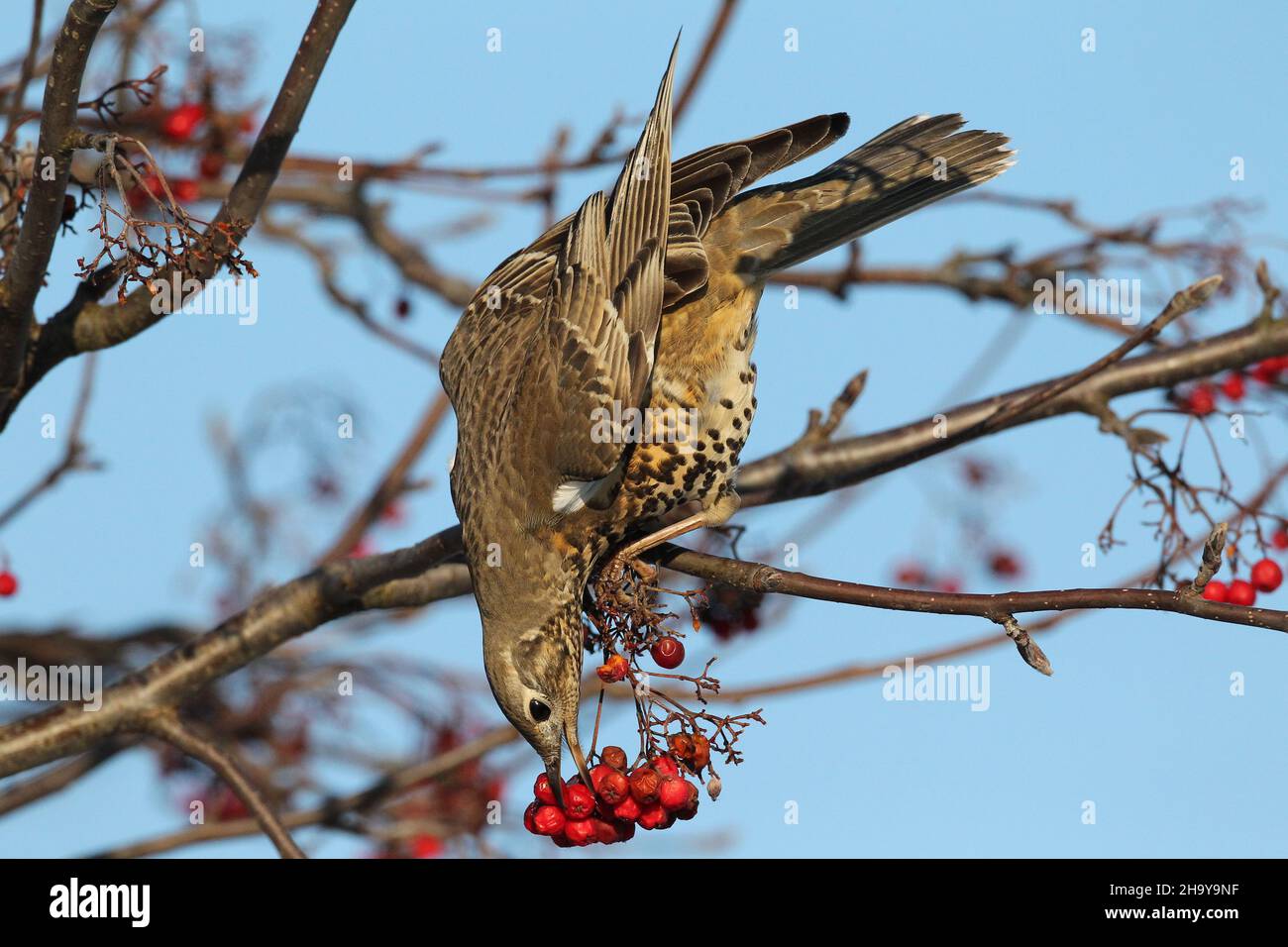 Mistle mughetto può diventare molto territoriale anche su un unico albero di bacche in inverno quando proteggere una fonte di cibo, inseguendo altri colpi + waxwing Foto Stock