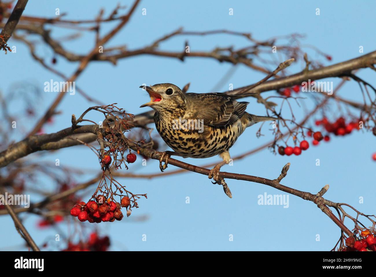 Mistle mughetto può diventare molto territoriale anche su un unico albero di bacche in inverno quando proteggere una fonte di cibo, inseguendo altri colpi + waxwing Foto Stock