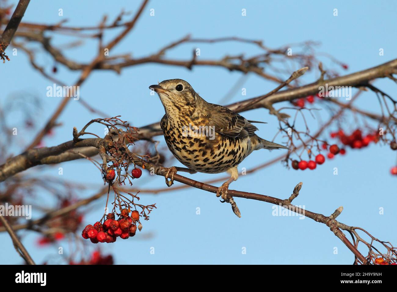 Mistle mughetto può diventare molto territoriale anche su un unico albero di bacche in inverno quando proteggere una fonte di cibo, inseguendo altri colpi + waxwing Foto Stock