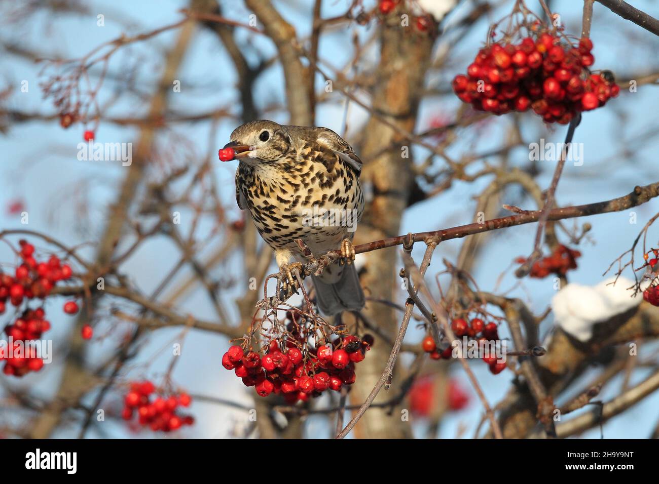 Mistle mughetto può diventare molto territoriale anche su un unico albero di bacche in inverno quando proteggere una fonte di cibo, inseguendo altri colpi + waxwing Foto Stock